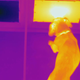 In this thermograph image, a dog correctly chooses the warmer object.
